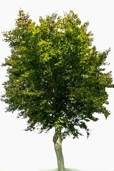 Grüner Baum Aus Rotbuche Oder Rotbuche Fagus Sylvatica Purpurea — Stockfoto