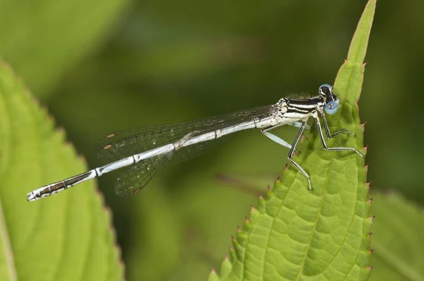 Platycnemis Pennipes Dragonfly Εντόμων Πράσινο Φύλλο — Φωτογραφία Αρχείου