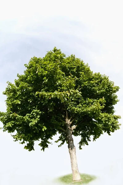 Türk Hazel Ağaç Fındığı Yeşil Ağaç — Stok fotoğraf