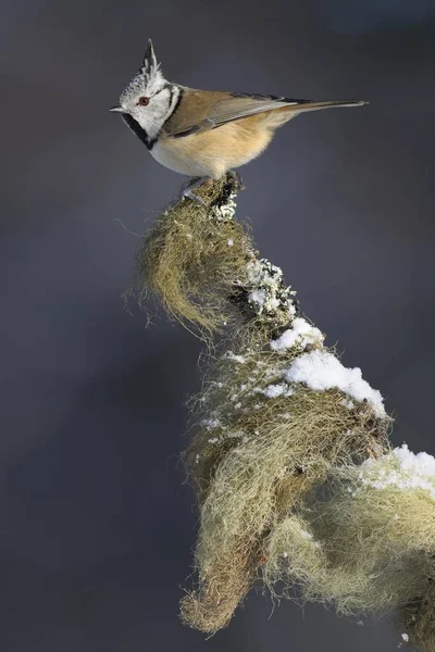 European Crested Tit Lophophanes Cristatus Bird — Stock Photo, Image