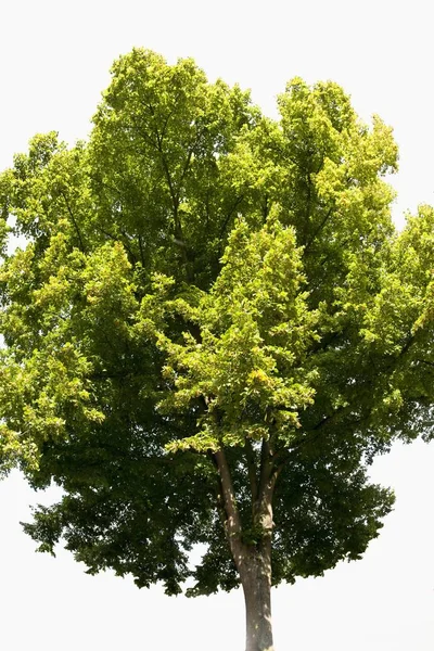 Πράσινο Δέντρο Ασβέστη Μικρό Πλατύφυλλα Tilia Cordata — Φωτογραφία Αρχείου