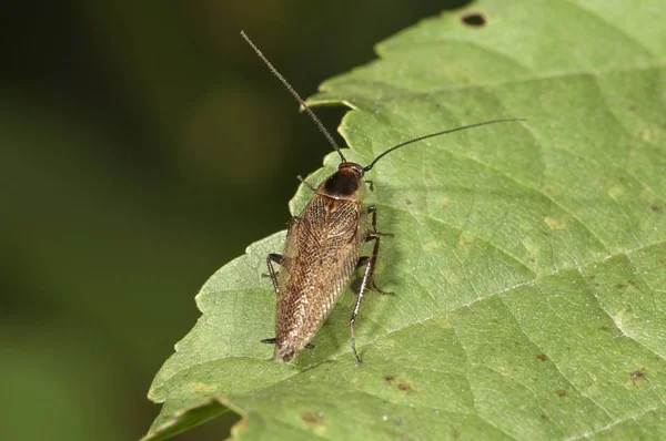 Gölgeli Hamam Böceği Ectobius Lapponicus Untergroeningen — Stok fotoğraf