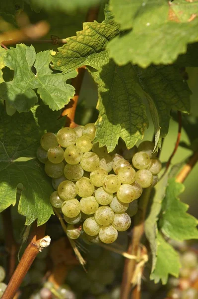 Growing Grape Berries Tree — Stock Photo, Image