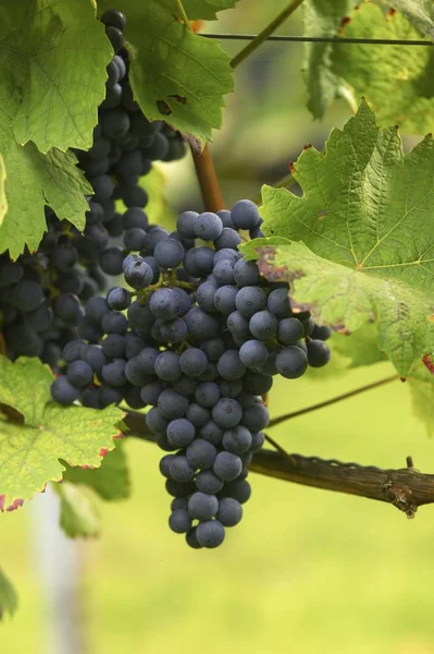 Uvas Negras Bayas Que Crecen Árbol — Foto de Stock