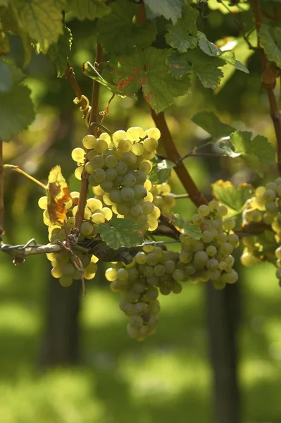 grapes growing on tree, summer season