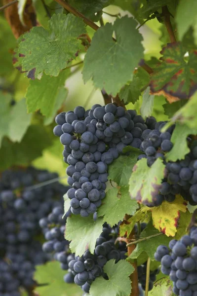 Cultivar Uvas Árvore Com Folhas Verdes — Fotografia de Stock