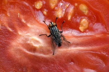 Fly on a tomato clipart