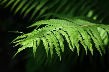 Fern in the evening light clipart