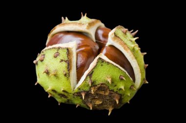 Close-up of a chestnut isolated on black background clipart