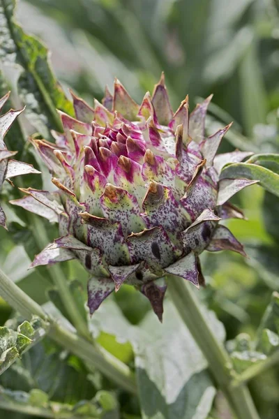 Articsóka Thistle Plat Vértes Megtekintése — Stock Fotó