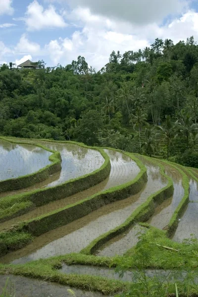 Terrazas Arroz Bali Indonesia Asia —  Fotos de Stock