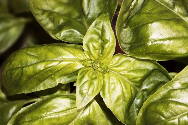 Lihat Pada Closeup Dari Basil Ocimum Basilicum — Stok Foto