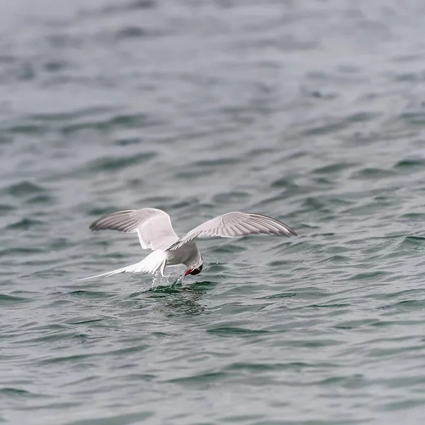 Rybák Dlouhoocasý Sterna Paradisaea Rybaření Souostroví Svalbard Arctic Norsko Evropa — Stock fotografie