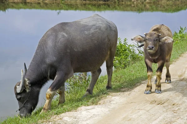 Vodní Buvoli Bubalus Bubalis Vietnam Asie — Stock fotografie