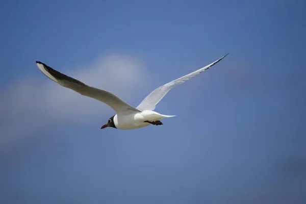 Régi Black Headed Gull Repülő Larus Ridibundus — Stock Fotó