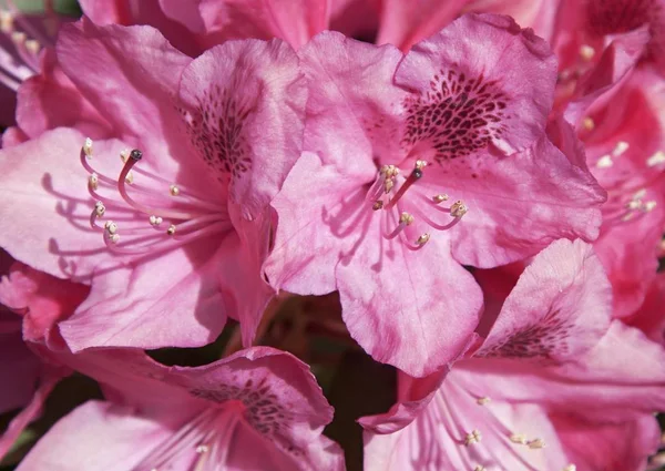 Rhododendron Blossoms Pink Pistil — Stock Photo, Image