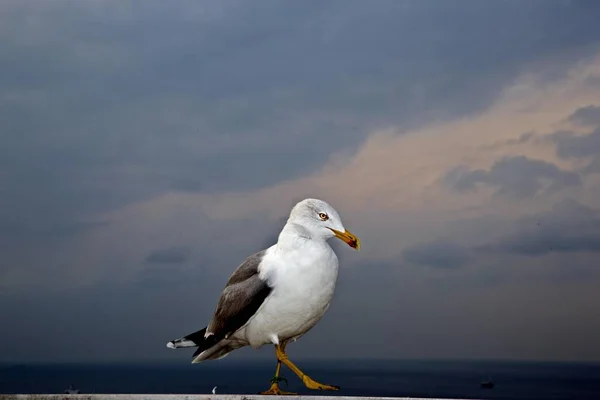 Gul Legged Gull Larus Michahellis Istanbul Turkiet Asien — Stockfoto