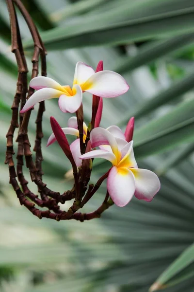 Vista Sobre Close Flores Frangipani Plumeria — Fotografia de Stock