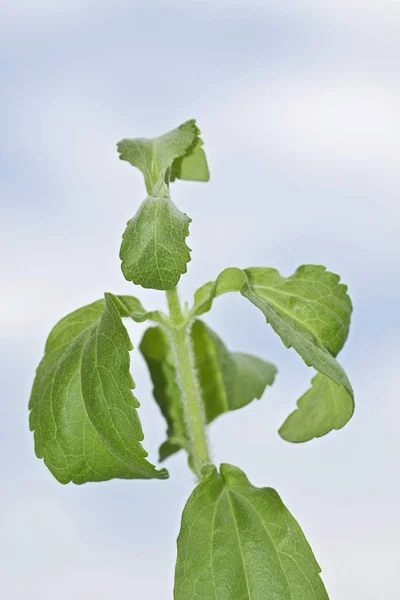 Stevia Süß Oder Zuckerblatt Stevia Rebaudiana — Stockfoto
