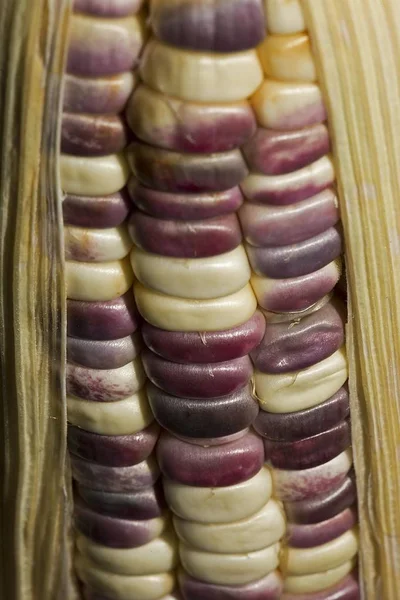 Maïs Kolf Met Gekleurde Maïskorrels — Stockfoto