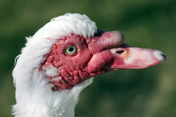 Blick Auf Die Nahaufnahme Der Ente — Stockfoto