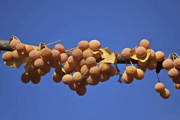 Sementes Ginkgo Ginkgo Biloba Syn Salisburia Adiantifolia — Fotografia de Stock