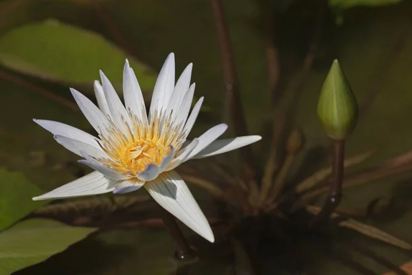 Water Lily Nymphaea Colorata White — Stock Photo, Image