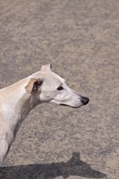 Pequeño Inglés Whippet Sighthound —  Fotos de Stock