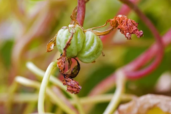 Sarkantyúvirág Tropaeolum Seedpod Közelről — Stock Fotó