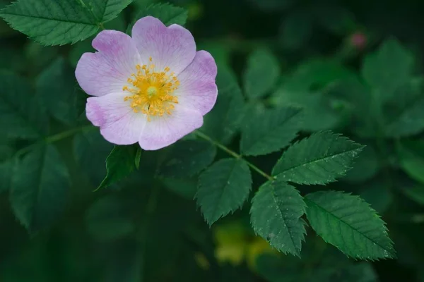 Rosa Selvagem Rosa Canina — Fotografia de Stock