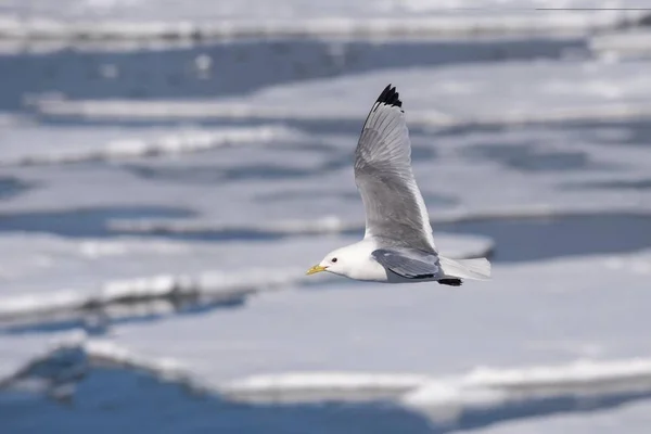 Kittiwake Patas Negras Rissa Tridactyla Vuelo Estrecho Hinlopen Archipiélago Svalbard — Foto de Stock