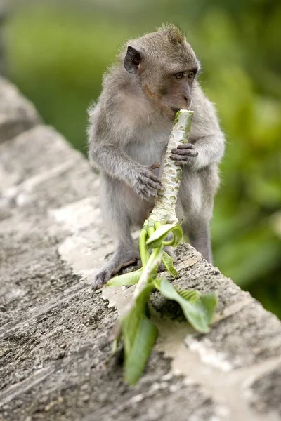 Lindo Pequeño Mono Comiendo Planta — Foto de Stock
