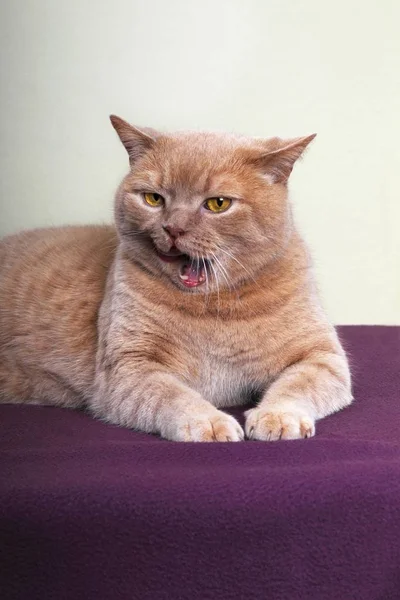 Jahe British Shorthair Tomcat Jerman Eropa — Stok Foto