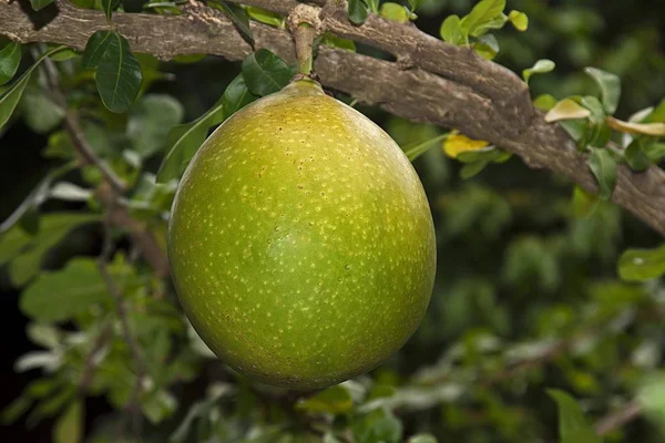 Pomelo Frutas Citrus Maxima Citrus Grandis Crescendo Uma Árvore Chiang — Fotografia de Stock