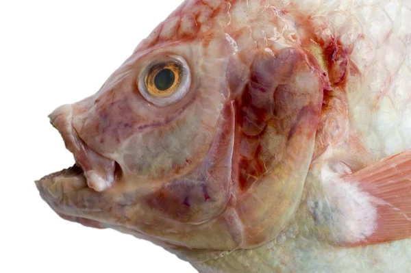 Bekijk Close Van Vis Red Snapper — Stockfoto