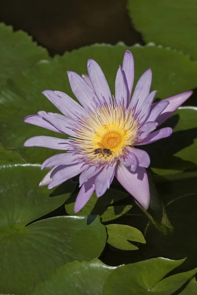 Näckros Nymphaea Colorata Violett Lila — Stockfoto