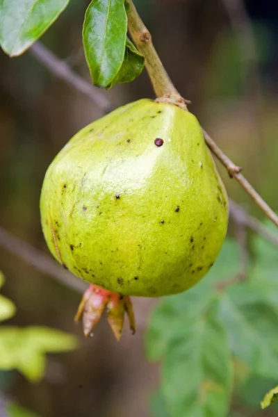 Romã Não Madura Punica Granatum Pendurada Uma Árvore — Fotografia de Stock