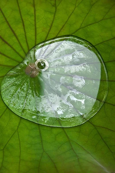 Wassertropfen Auf Einem Lotusblatt Lotuseffekt — Stockfoto