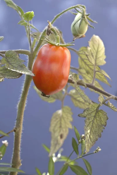 Tomate Ciruela Tomate Solanum Lycopersicum —  Fotos de Stock