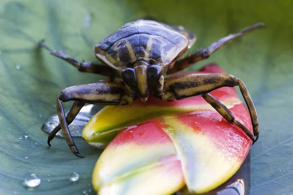 Aquatic Bug Nepomorpha Resting Flower Hanging Lobster Claw Heliconia Rostrata — Stock Photo, Image