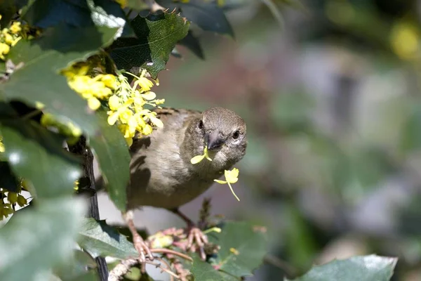 Huismus Passer Domesticus — Stockfoto