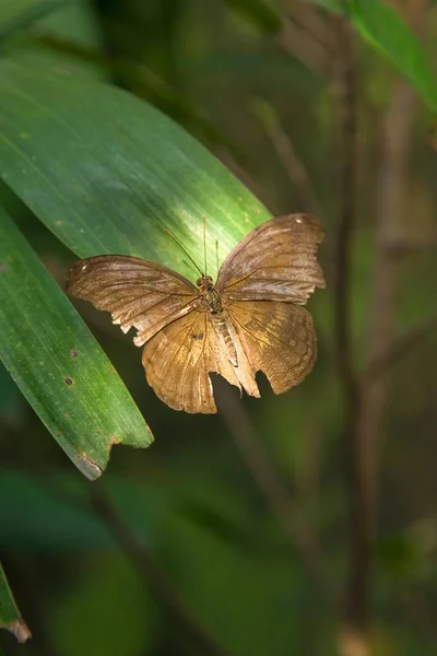 Pruhovaný Modrý Motýl Crow Euploea Mulciber — Stock fotografie