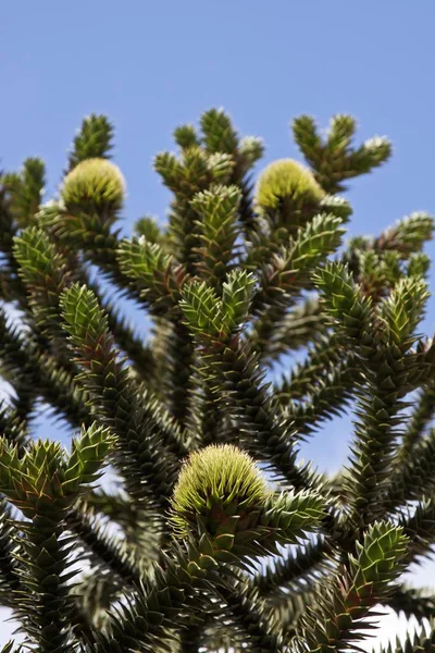 Chilenska Träd Araucaria Araucana Kottar Grenar — Stockfoto