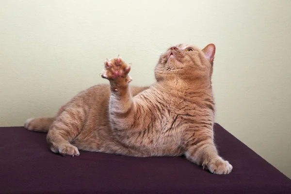 生姜英国短毛猫猫仰望 提高其爪子 — 图库照片