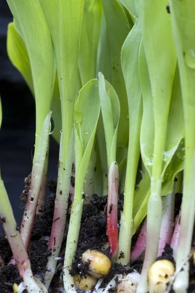 Közelkép Fiatal Zöld Cornplant — Stock Fotó