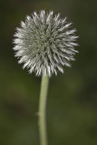 Blüte Einer Zwiebel Allium Cepa — Stockfoto