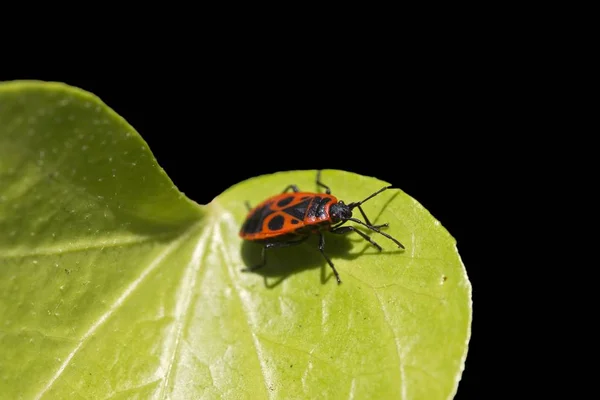 Firebug Pyrrhocoris Apterus Üzerindeki Yeşil Yaprak — Stok fotoğraf
