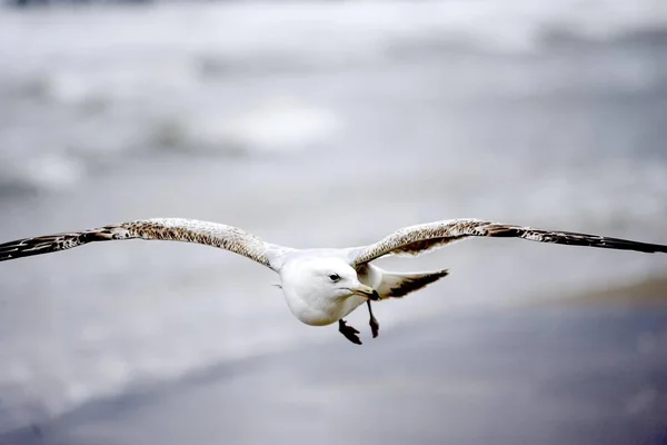 Mouette Volante Larus Canus — Photo