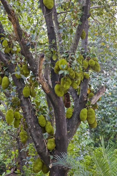 Árvore Jaca Artocarpus Heterophyllus Com Numerosos Frutos — Fotografia de Stock