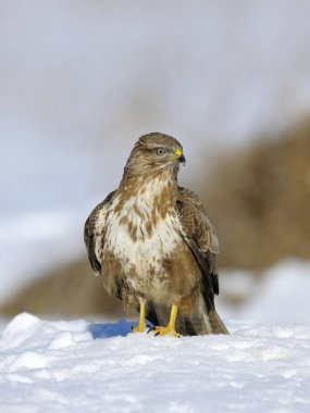 Common Buzzard (Buteo buteo) resting in the snow, Swabian Alb biosphere reserve, Baden-Wrttemberg, Germany, Europe  clipart